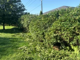 Bush Trimming by Randy Holtzman for John L. in Allentown, PA