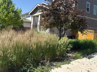 Bush Trimming by Diego Arango for Alan C. in Aurora, CO