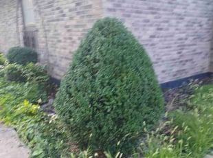 Bush Trimming by Charles Ridge for Sarah R. in Kansas City, KS