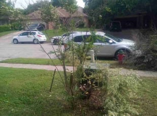 Bush Trimming by Kenneth Dunn for Samantha B. in White Settlement, TX