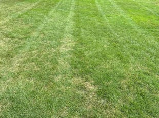 Nan C.'s Lawn Mowing service result
