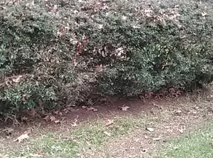 Bush Trimming by Joseph Pembo for Robert C. in Denham Springs, LA