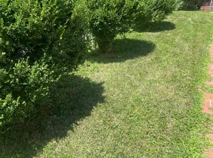 Mrs. W.'s Lawn Mowing Service service result