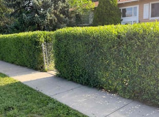 Bush Trimming by Brennen Spratte for Ami M. in Colorado Springs, CO