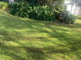 Randy D.'s Grass Cutting service result
