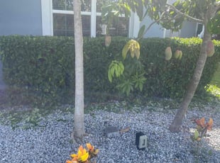 Bush Trimming by Jaylon Fair for Dion S. in Winter Garden, FL