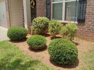 Bush Trimming by Darryl Bailey for Nikita B. in Hampton, GA