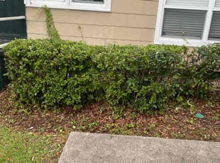 Bush Trimming by Herschell Bradley for Wissam S. in Tallahassee, FL