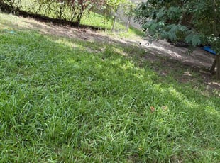 Leaf Removal by Jeffrey Hooker for Kaytlin P. in Clinton, MS