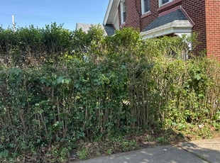 Bush Trimming by Jeffrey Turner for Christina P. in Pittsburgh, PA