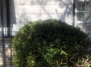 Bush Trimming by Paul Handley for Terrell R. in Tulsa, OK