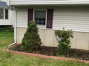 Bush Trimming by Andrew Perch for Gail R. in Worcester, MA