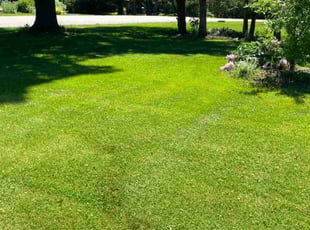 Vicky G.'s Grass Cutting service result