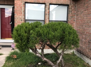 Bush Trimming by Joe Contreras for Demarco T. in San Antonio, TX