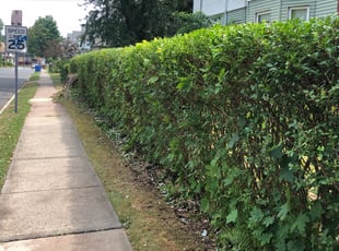 Bush Trimming by Julian marmolmontero for Steve A. in Hartford, CT