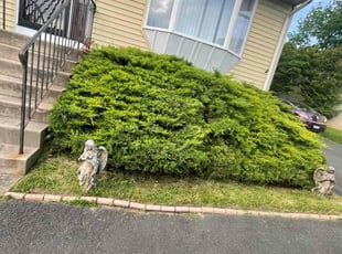 Bush Trimming by Kevin Pagan for Jeneanne A. in Willow Grove, PA