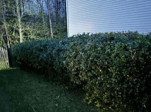 Bush Trimming by Artisha Smith for Kari C. in Chester, VA