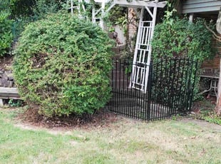 Bush Trimming by Edward Myers for Alex B. in Pittsburgh, PA
