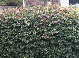Bush Trimming by Chris Bright for Lawrence S. in Pensacola, FL