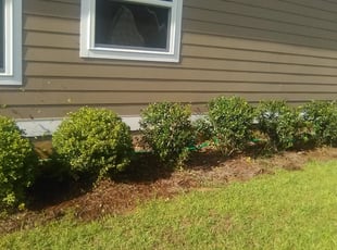 Bush Trimming by Jeryl Scott for Nicole E. in Tallahassee, FL