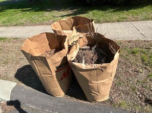 Leaf Removal by sergio melgar for May I. in South Windsor, CT