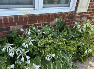 Weeding by Larry Gordon for Jennifer W. in Virginia Beach, VA