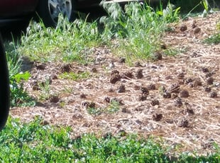 Weeding by Carlos Ashby for KC B. in Lakewood, CO