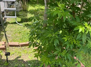 Cleanups by Eduardo Santoyo for Janie V. in Houston, TX