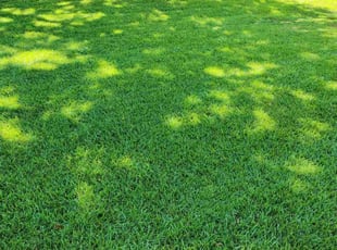 Bob N.'s Lawn Care service result