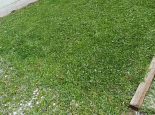 Aleta H.'s Lawn Service service result