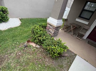 Bush Trimming by Arely Elrod for Justin H. in Ruskin, FL