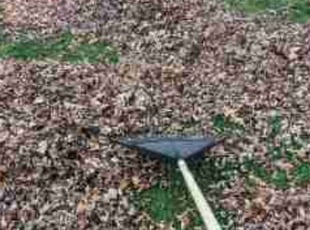 Leaf Removal by Dante Baker for Yutaka Y. in Syracuse, NY