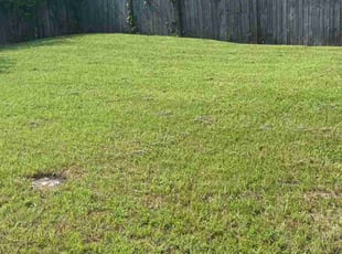 Baylee H.'s Lawn Mowing service result