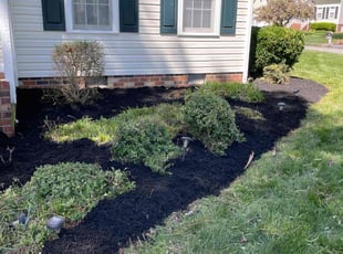 Bush Trimming by Chris Thomas for Fred S. in Midlothian, VA