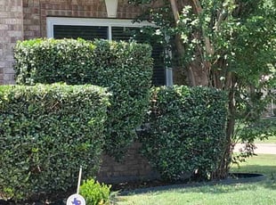 Bush Trimming by Jorge CrisΓ³stomo for Stephen H. in Frisco, TX