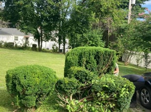 Bush Trimming by Moses Cataquet for Laura G. in Feasterville-Trevose, PA