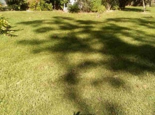 Candice P.'s Lawn Service service result