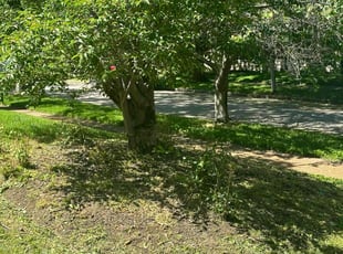 Weeding by Genee Buckner for Marti G. in St. Louis, MO