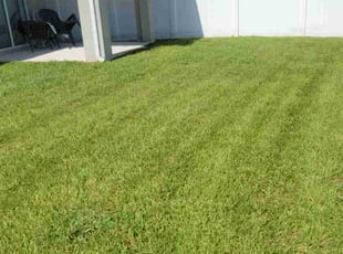 Arlene A.'s Lawn Mowing service result