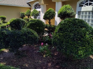 Bush Trimming by Rob Frees for Robert M. in Port Orange, FL