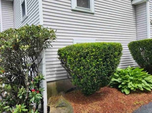 Bush Trimming by Brian Tompkins for Charles G. in Manchester, NH