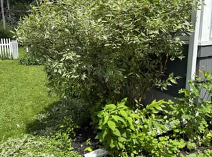 Bush Trimming by huda. kandil for Tynetta T. in Minneapolis, MN