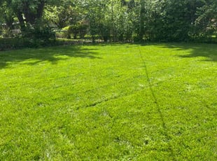Susie B.'s Lawn Mowing service result