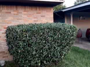 Bush Trimming by Aaron Johnson for Kim I. in Houston, TX