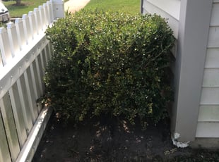 Bush Trimming by Thomas Fador for V A. in Odenton, MD