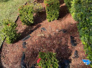 Weeding by Beau Bailey for Courtney S. in Palm Bay, FL