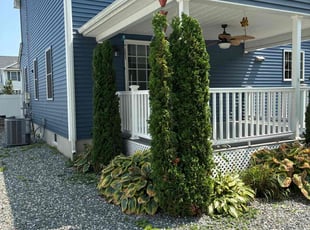 Bush Trimming by Harry Figueroa for Tamika H. in Springfield, MA