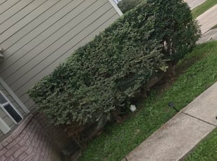 Bush Trimming by Elias Sanchez for Natalie T. in San Antonio, TX