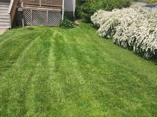 Matt H.'s Grass Cutting service result