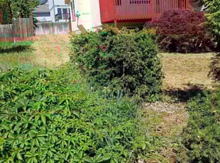 Bush Trimming by Sherry Tobey for Angela S. in Cheney, WA